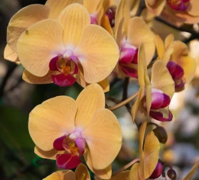 Orchids Stock Photos