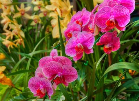 Orchids Stock Photos