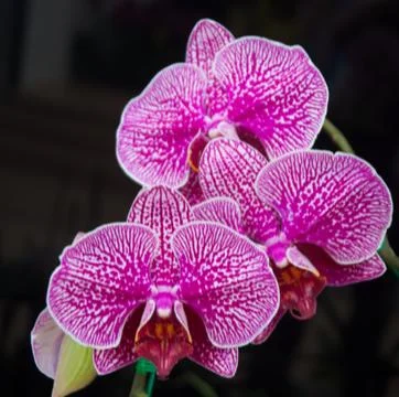 Orchids Stock Photos