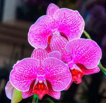 Orchids Stock Photos