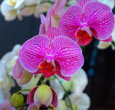 Orchids Stock Photos