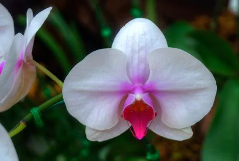 Orchids Stock Photos