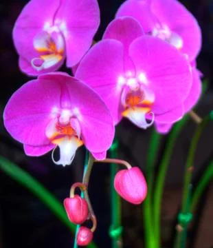 Orchids Stock Photos