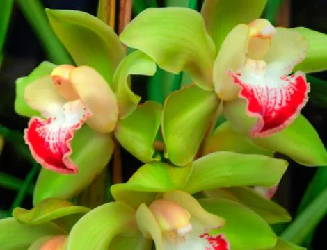 Orchids Stock Photos