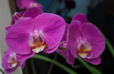 Orchids Stock Photos