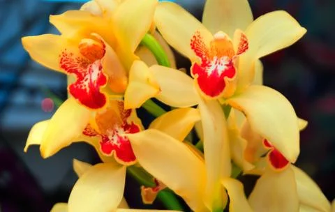 Orchids Stock Photos