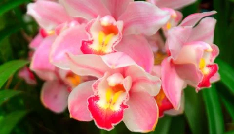 Orchids Stock Photos