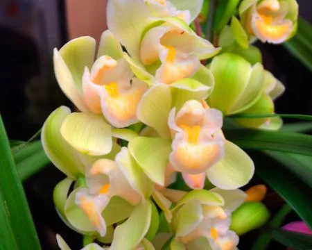 Orchids Stock Photos