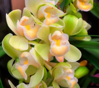 Orchids Stock Photos