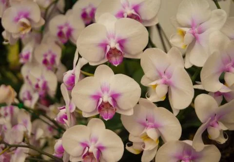 Orchids Foto stock