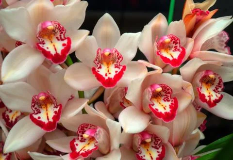 Orchids Stock Photos