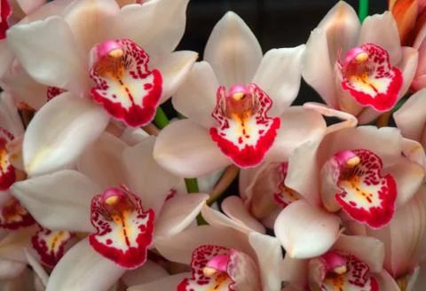 Orchids Stock Photos