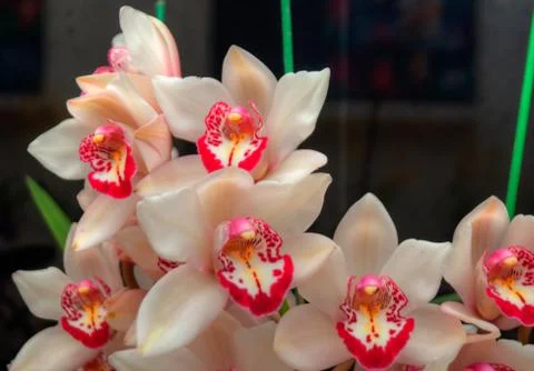 Orchids Stock Photos