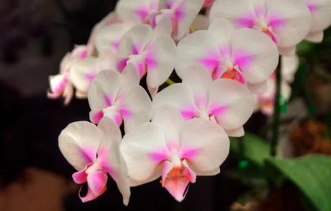 Orchids Stock Photos