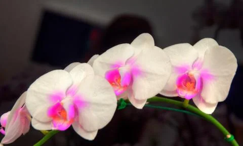 Orchids Stock Photos