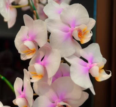 Orchids Stock Photos