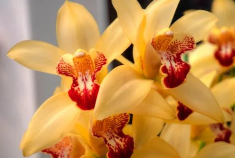 Orchids Stock Photos