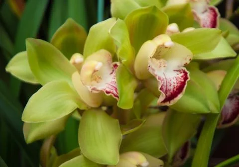 Orchids Stock Photos