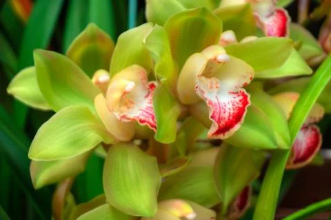 Orchids Stock Photos