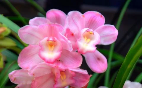 Orchids Stock Photos