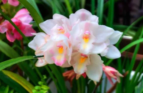 Orchids Stock Photos