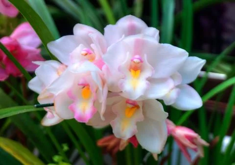 Orchids Stock Photos