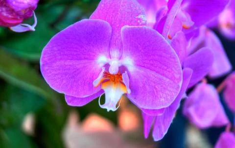 Orchids Stock Photos