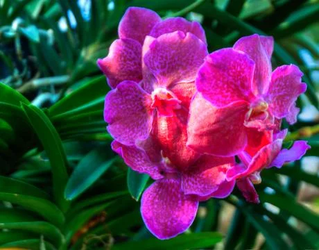 Orchids Stock Photos