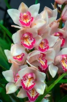 Orchids Stock Photos