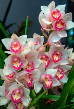 Orchids Stock Photos