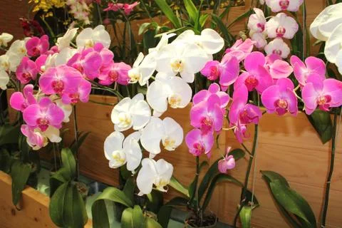 Orchids Stock Photos