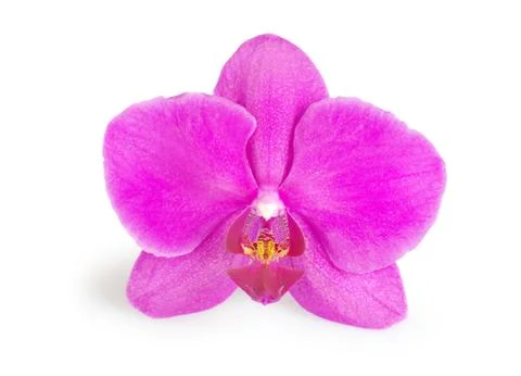 Orchids Stock-Fotos