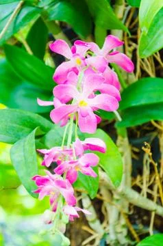 Orchids Stock Photos