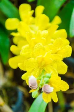 Orchids Stock Photos