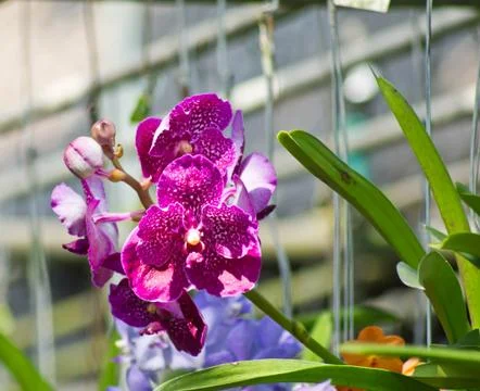 Orchids Stock Photos