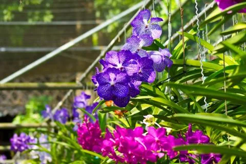 Orchids Stock Photos