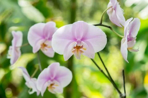 Orchids Stock Photos