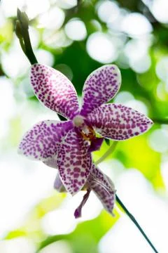 Orchids Stock Photos