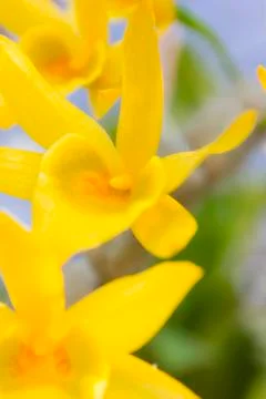 Orchids Stock Photos