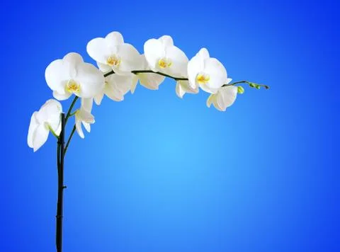 Orchids Stock-Fotos