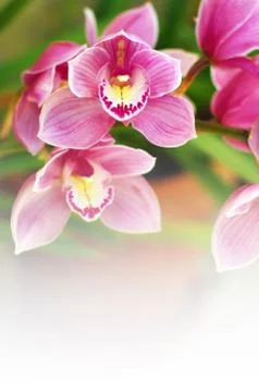 Orchids Stock Photos
