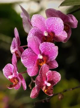 Orchids Foto stock