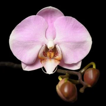 Orchids Stock Photos