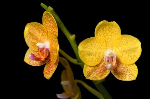 Orchids Stock Photos