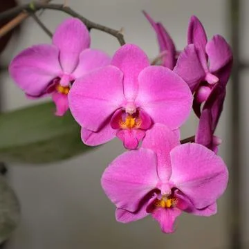 Orchids Stock Photos