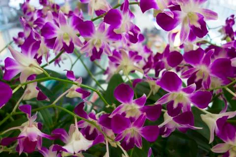Orchids. Stock Photos