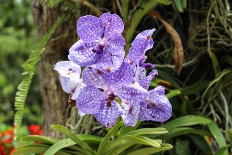 Orchids. Stock Photos