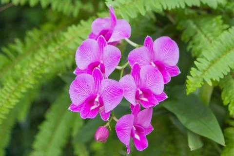 Orchids Stock Photos