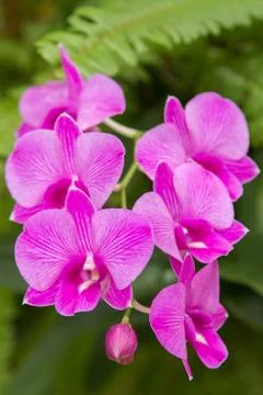 Orchids Stock Photos