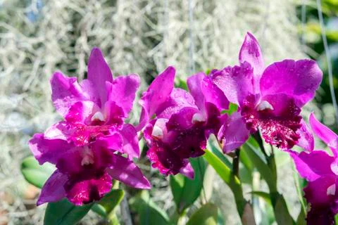 Orchids. Stock Photos